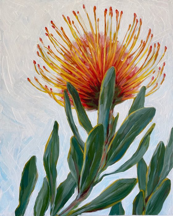 Still Life Australian Native flower, Leucospermum