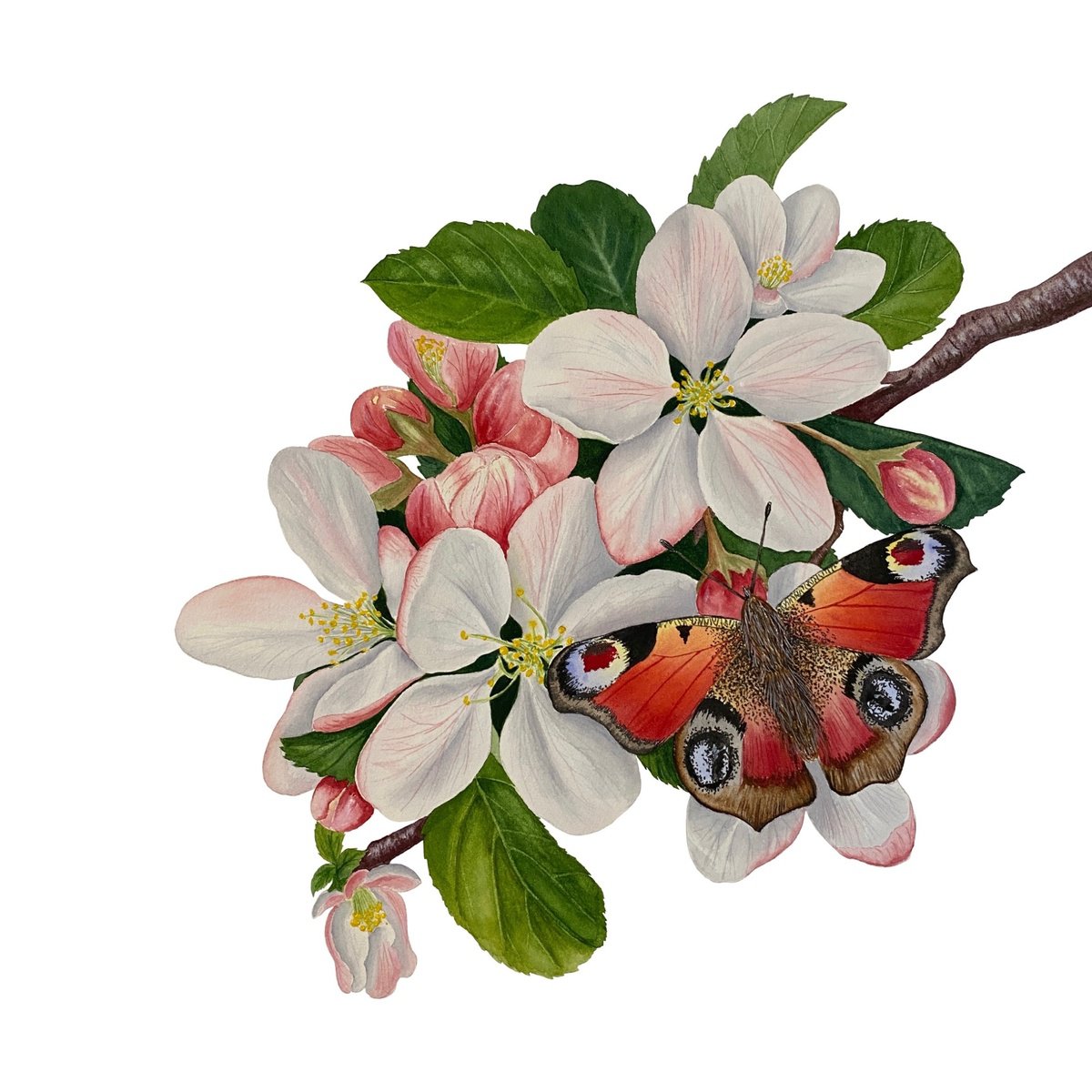 Apple blossom by Tina Shyfruk