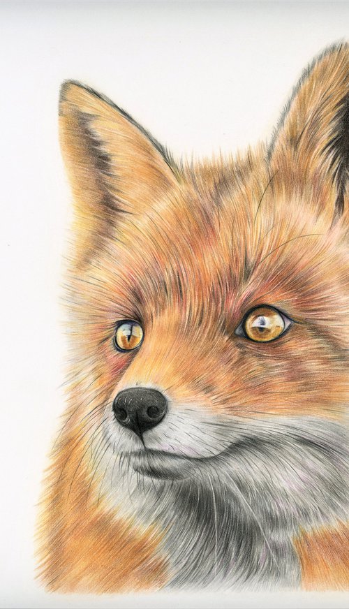 Realistic fox drawing by Bethany Taylor