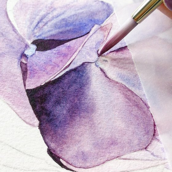 Violet Hydrangea