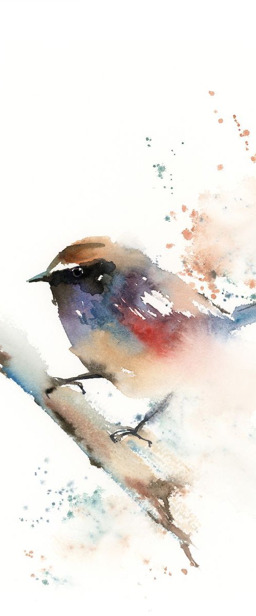 Colourful wren bird watercolor painting by Sophie Rodionov