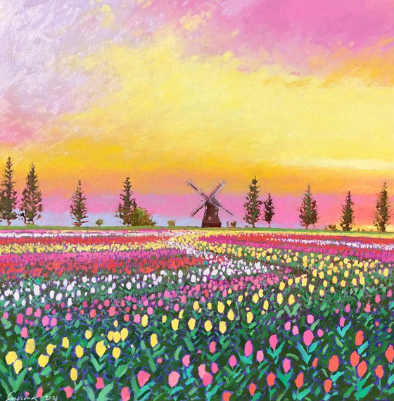Sunset over tulips field