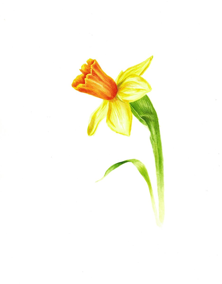 Yellow daffodil (narcissus) flower botanical watercolour illustration by Ksenia Tikhomirova