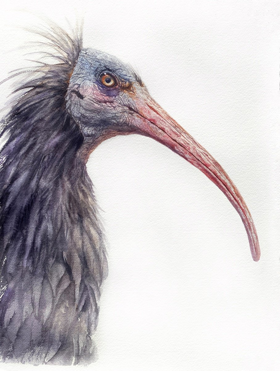 Photorealistic Watercolour , Northern Bald Ibis 2 By Tetiana Savchenko, 11 X 15, Artwork For Sale On Artfinder