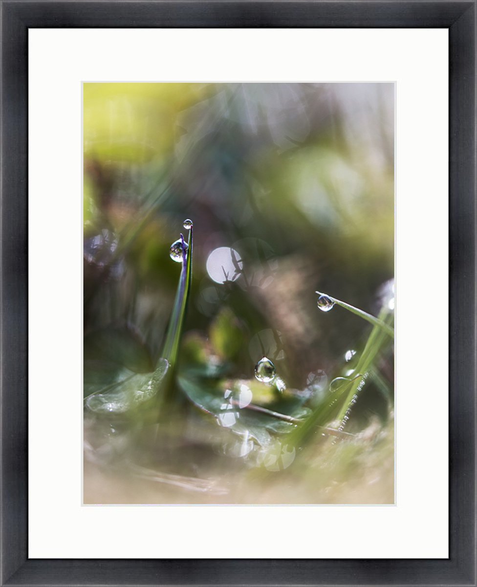 WONDERLAND UNDER OUR FEET - DREAMY MACRO PHOTOGRAPHY OF DEWDROPS IN THE GRASS, GREEN AND Y... by Inna Etuvgi