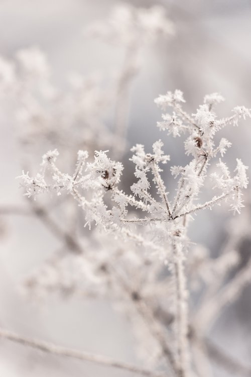Winter fragility - Limited Edition of 20 by Cristina Stefan