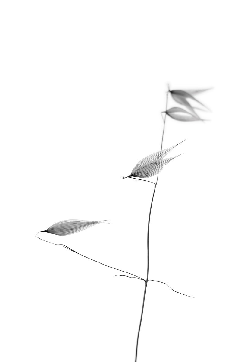 Botanical Photograph By Tal Paz-Fridman, 28 X 39", In Light Of Current Events Iv, Original Artwork