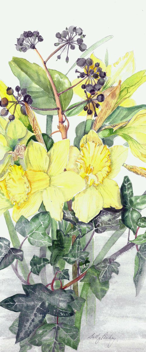 Daffodils by Sally Pinhey