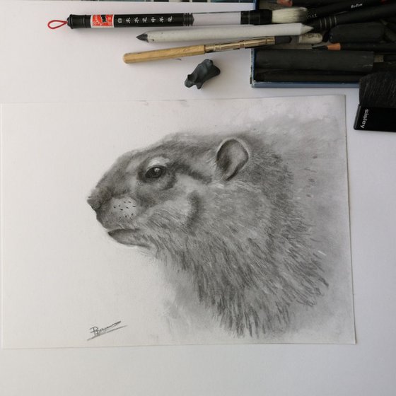 Woodchuck portrait