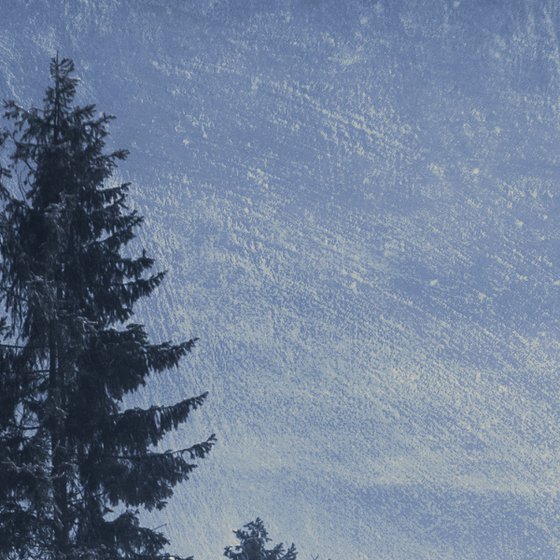 Pine-trees.