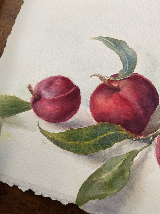 Branch of Red Plums