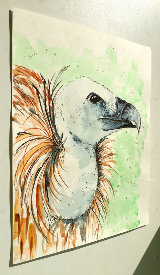 "Griffon vulture"