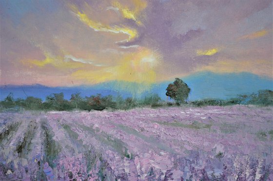 Lavender evening