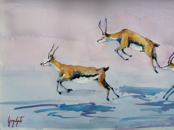 gazelle