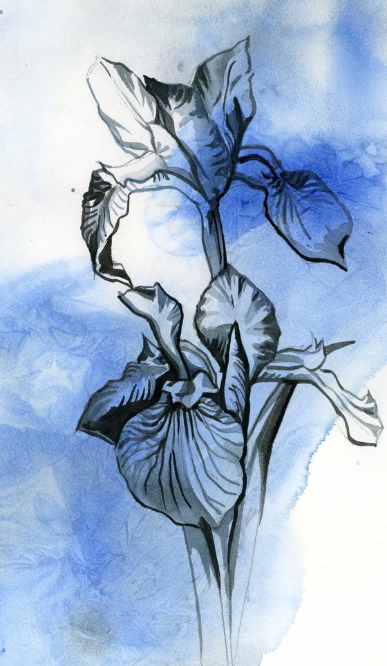iris in blues watercolor floral
