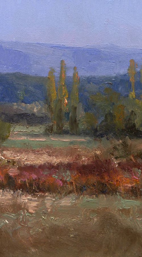 Poplars in Haute Provence by Pascal Giroud