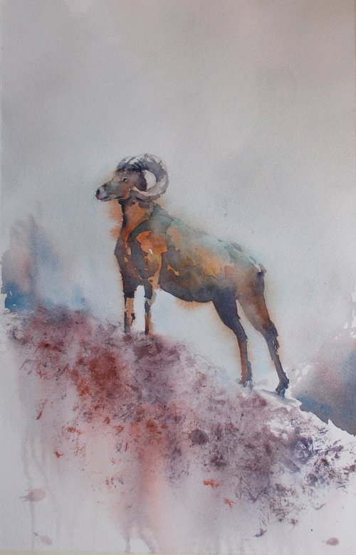 mouflon 2 by Giorgio Gosti