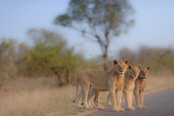 Young males