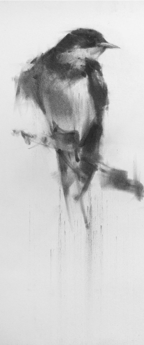 Swallow 1st edition 2021 by Tianyin Wang