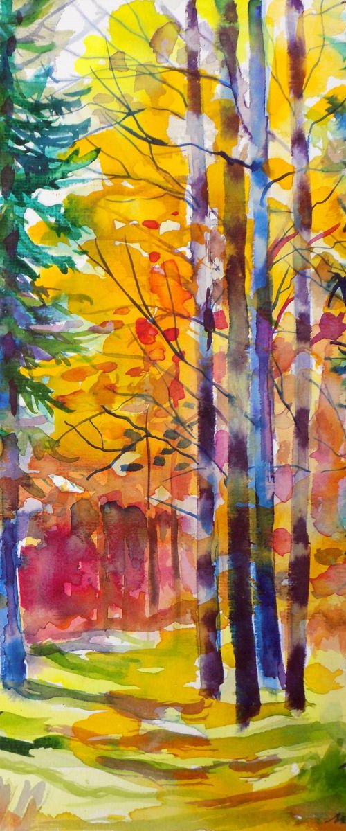 Autumn pines by Maja Grecic