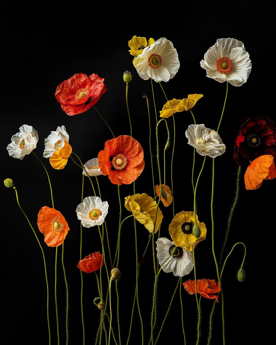 Photorealistic Botanical Photograph By Michael Filonow, 18 X 22", A Botanical 11, Original Artwork