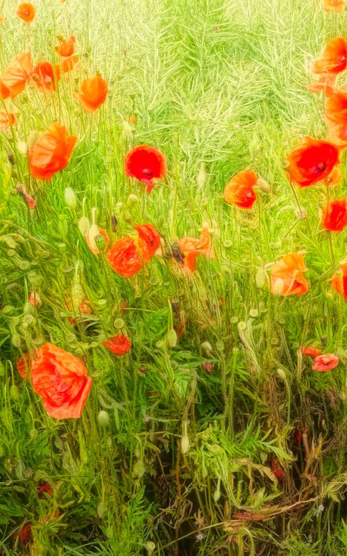 Poppies and seed pods. by Martin  Fry