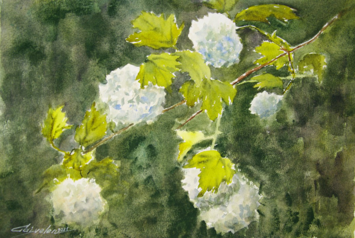 Bush of white flowers by Elena Gaivoronskaia