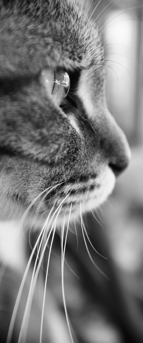 The cat's whiskers by Abba Richman