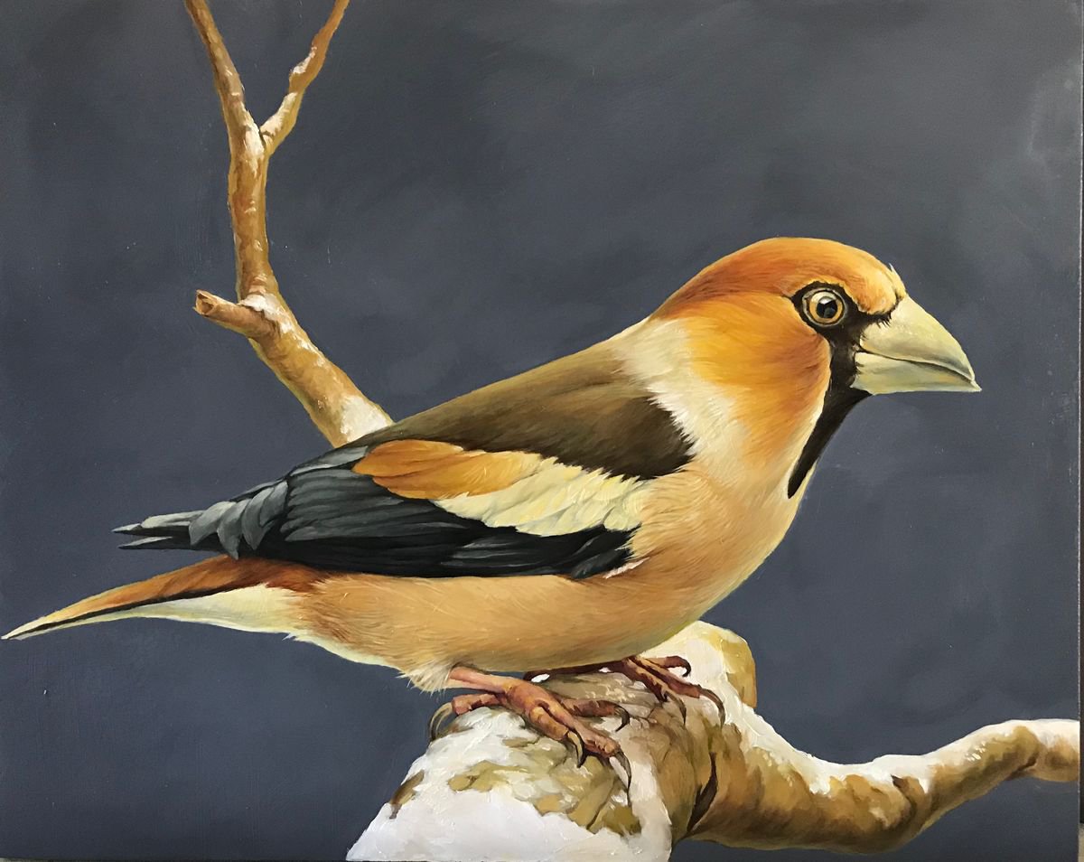 Photorealistic Animal Oil Painting By Marina Popkova-Sologub, 12 X 9", Grosbeaks 2, Original Artwork