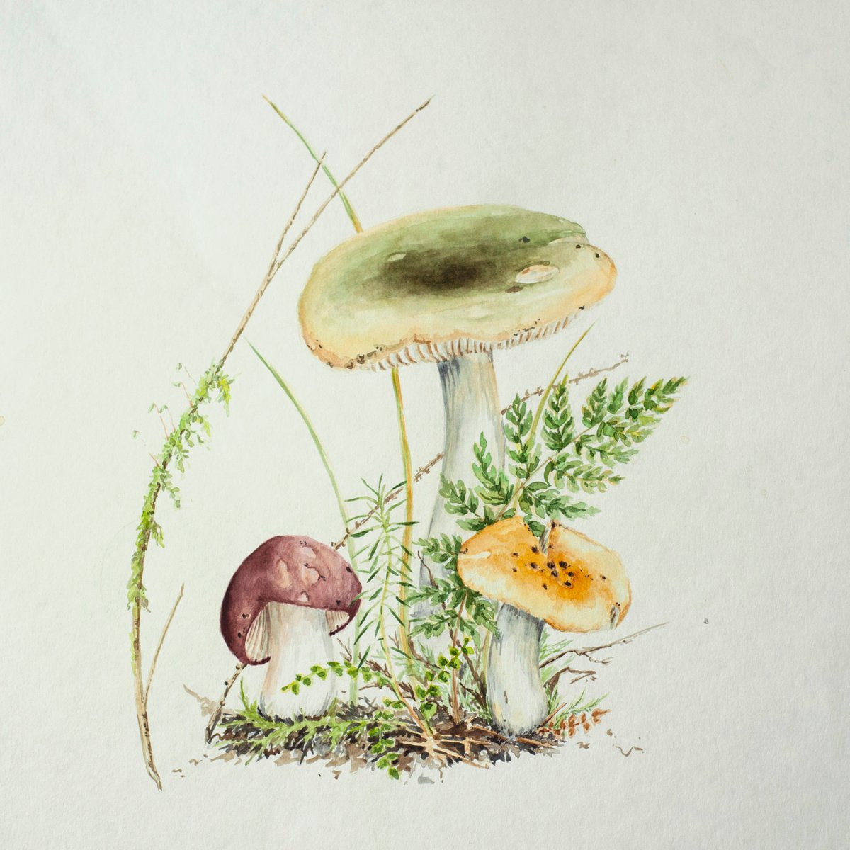 Mushroom botanical illustration by Maria Chernobrovkina