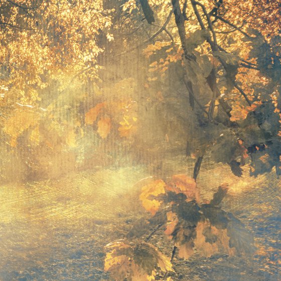 In the sunny forest.
