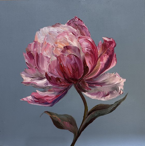 Delicate pink peony