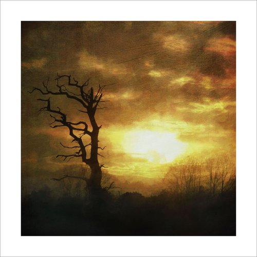 Sunset and Trees by Martin  Fry