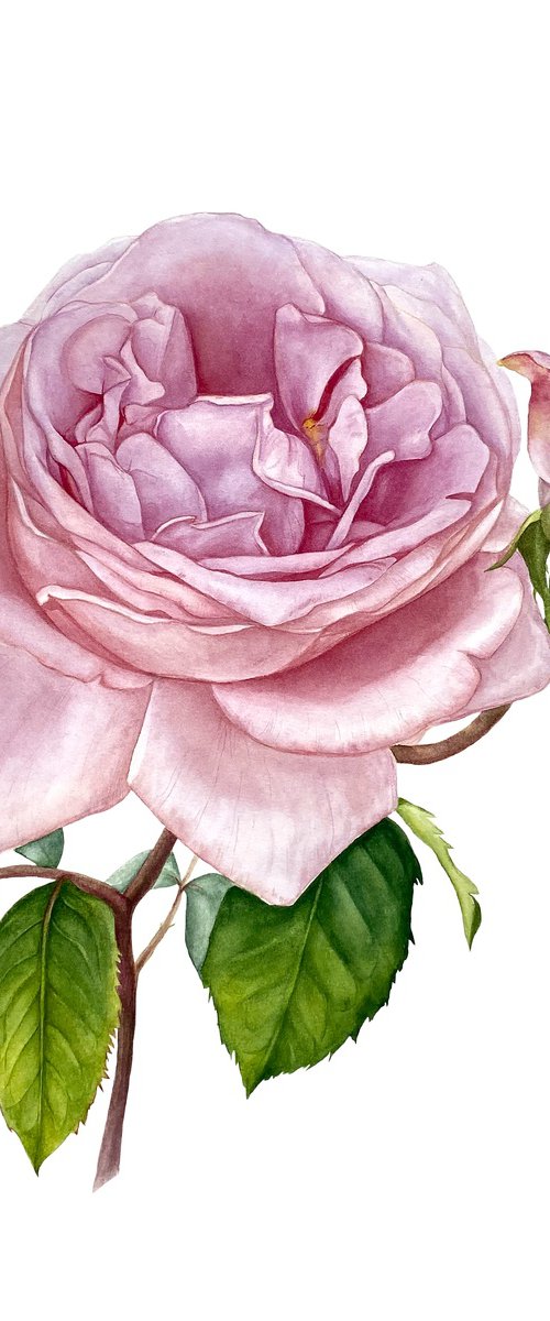 Pink Royal Rose by Anna Lyashenko