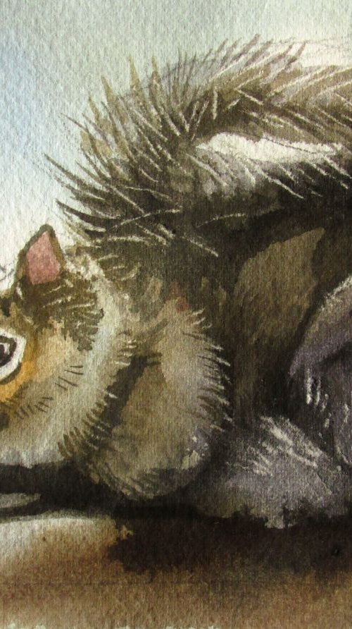 baby squirrel by Alfred Ng