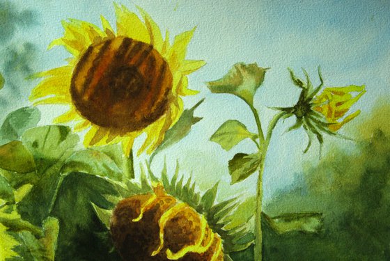 Sunflowers