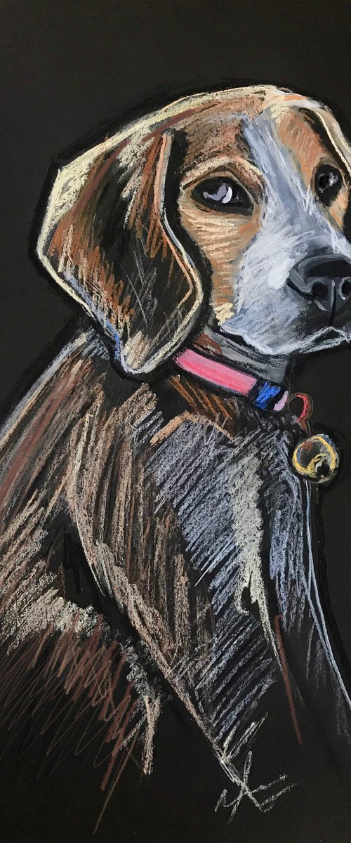 Dog portrait Beagle pastel drawing by Leysan Khasanova