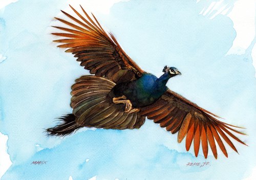 PEACOCK - BIRD XCVIII by REME Jr.