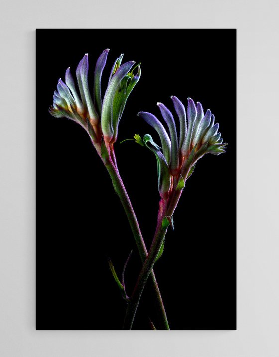 Masquerade kangaroo paw