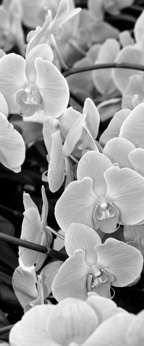 WISH ORCHIDS Landers CA by William Dey