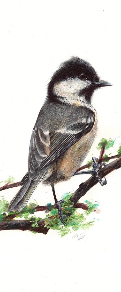 Coal Tit - Little Bird Portrait by Daria Maier