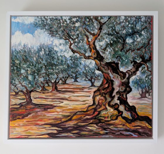 Olive Grove