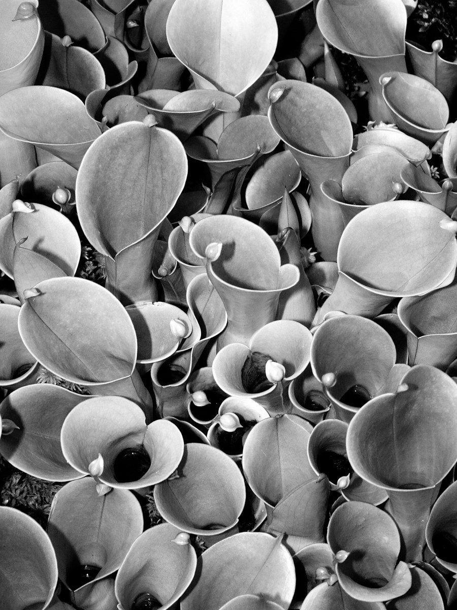 Expressive Botanical Photograph By William Dey, 17 X 22", Pitcher Plants Of Light Palm Springs Ca, Original Artwork