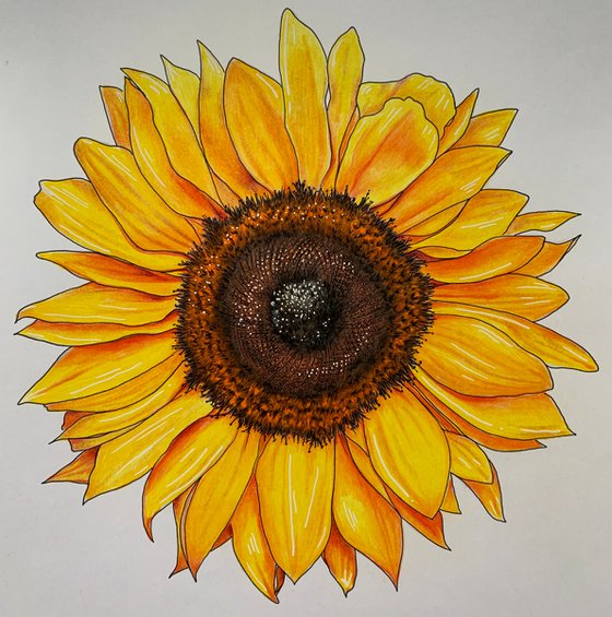 Sunflower