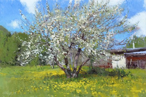 Apple tree blossoms by Andrey Jilov