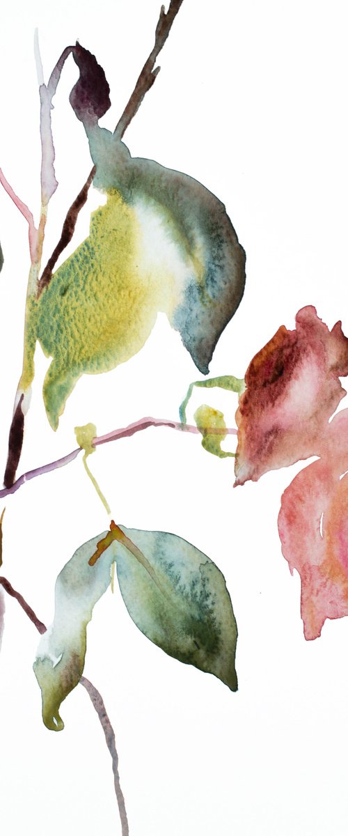 Rose Study No. 34 by Elizabeth Becker