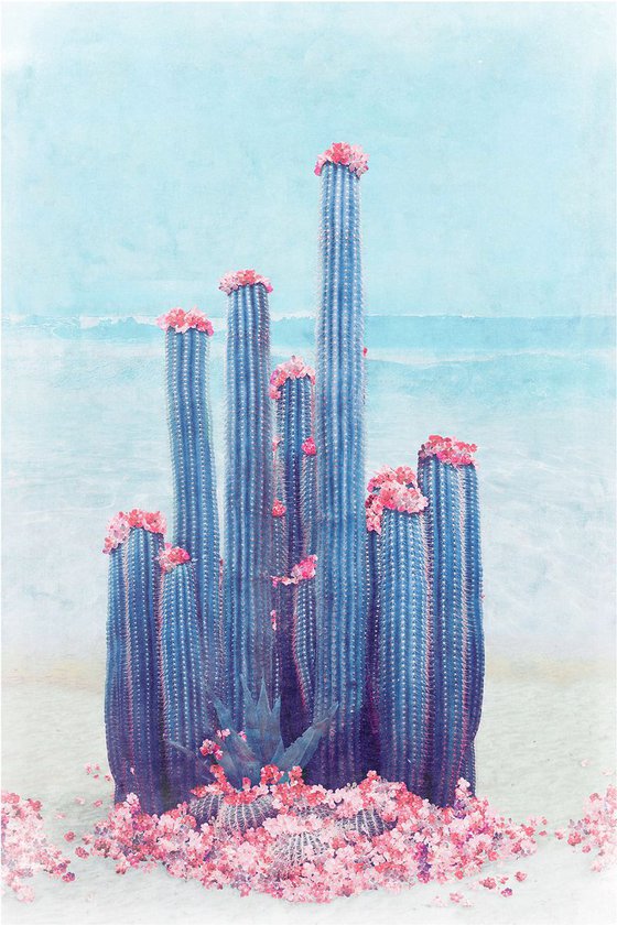 Cactus Beach