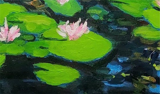 Waterlily pond