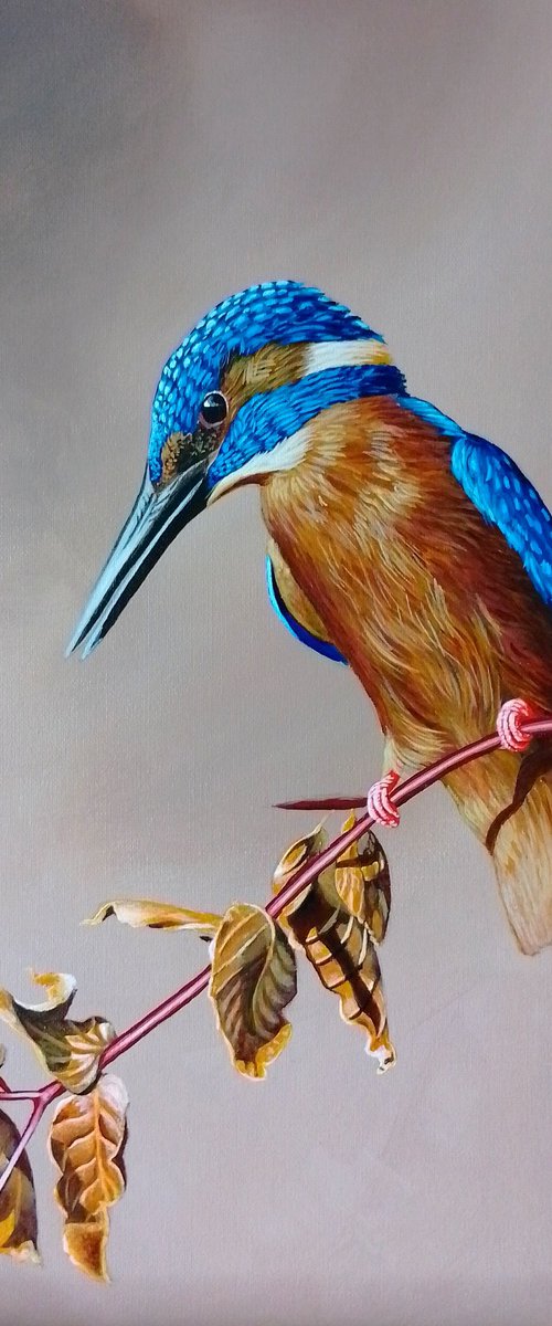 Kingfisher 2 by Barry Gray