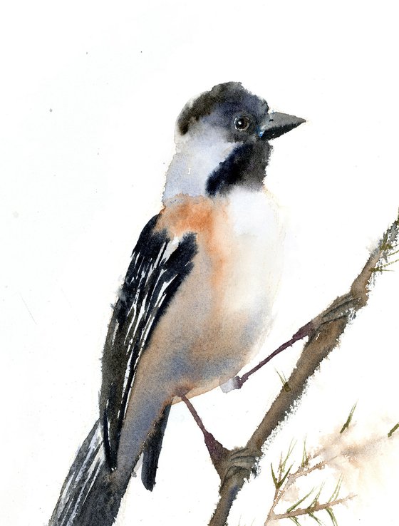 Black-Capped Chickadee